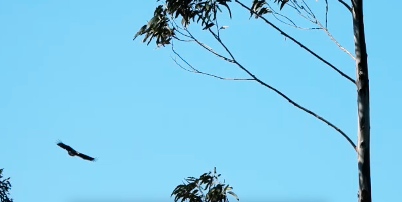 Captura de pantalla del vídeo que recoge el momento justo en el que el pigargo "Loki" aparece por la zona de reintroducción de la especie en Asturias, tras regresar de su periplo europeo.