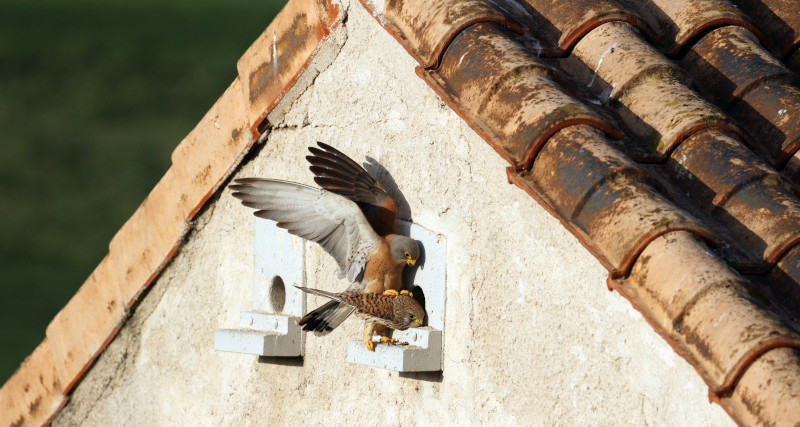 Cópula de cernícalos primillas a la entrada de su nidal, en un primillar madrileño. Foto: Sergio de la Fuente.