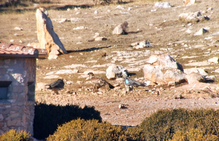 Un pigargo europeo (en el centro) y dos quebrantahuesos se alimentan juntos en un punto de alimentación artificial del Pirineo. 