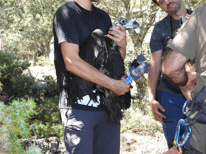 El pollo de buitre negro ya con su GPS colocado, instantes antes de que sea devuelto a su nido.