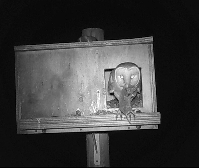 Imagen nocturna captada por una cámara de fototrampeo de una lechuza con un topillo en el pico, en una caja nido colocada en Villalón de Campos (Valladolid).