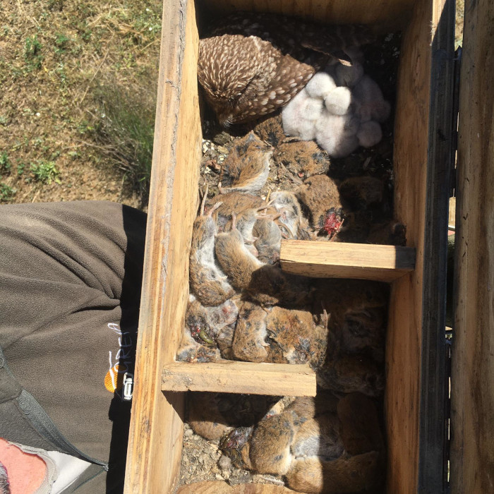 Familia de mochuelos con una gran despensa de topillos en una caja nido de Boada de Campos (Palencia).