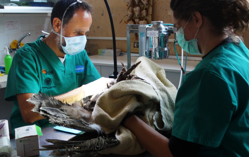 Dos veterinarios de GREFA realizan curas a un buitre negro en pleno confinamiento.