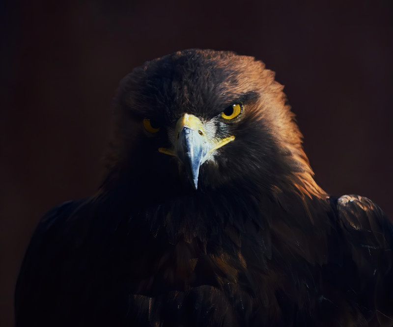 Fotografía del águila real "Conan", hecha por Pablo Toledo y premiada en Total_Nature_Spain.