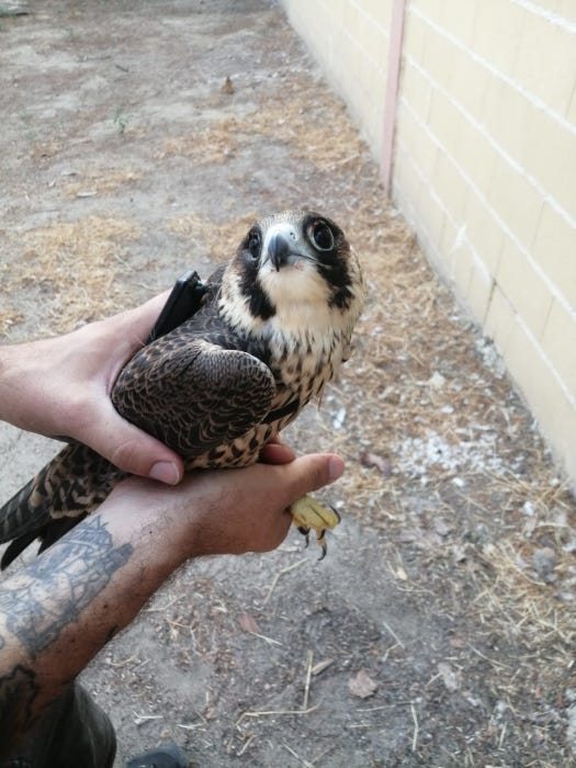 El joven halcón peregrino en las instalaciones de GREFA antes de ser liberado.