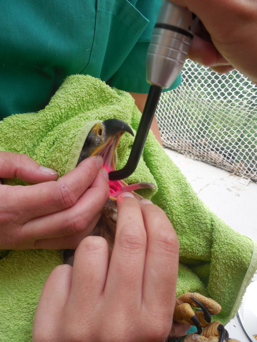 Tratamiento con laserterapia de las lesiones en la cavidad oral de un águila de Bonelli con tricomonas.