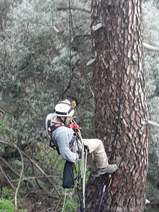 Un técnico de GREFA desciende de un árbol con nido de águila de Bonelli tras revisar la cámara de fototrampeo.