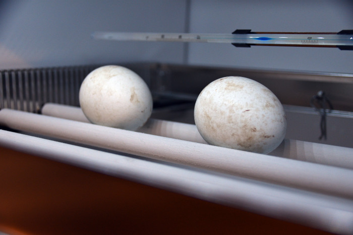 Huevos de águila de Bonelli siendo incubados artificialmente en GREFA.