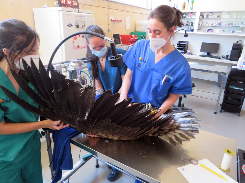 Veterinarias chequean a un buitre negro en el Hospital de Fauna Salvaje de GREFA.