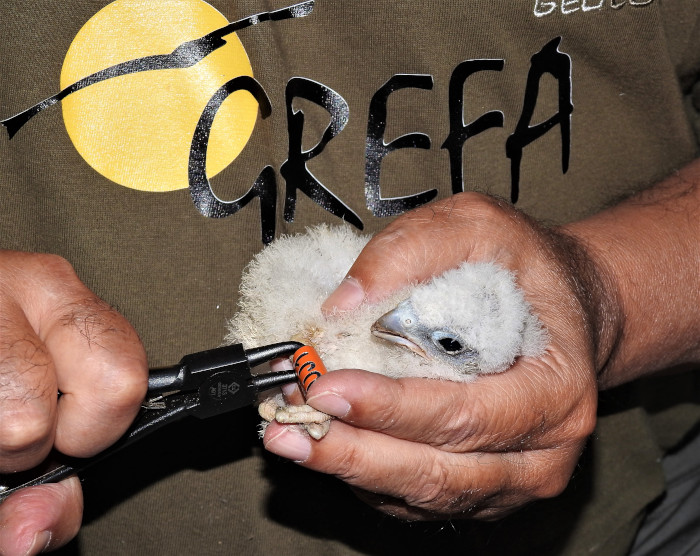 Anillamiento de un pollo de cernícalo primilla. GREFA y TotalEnergies colaborarán para reforzar la población reproductora de cernícalo primilla.