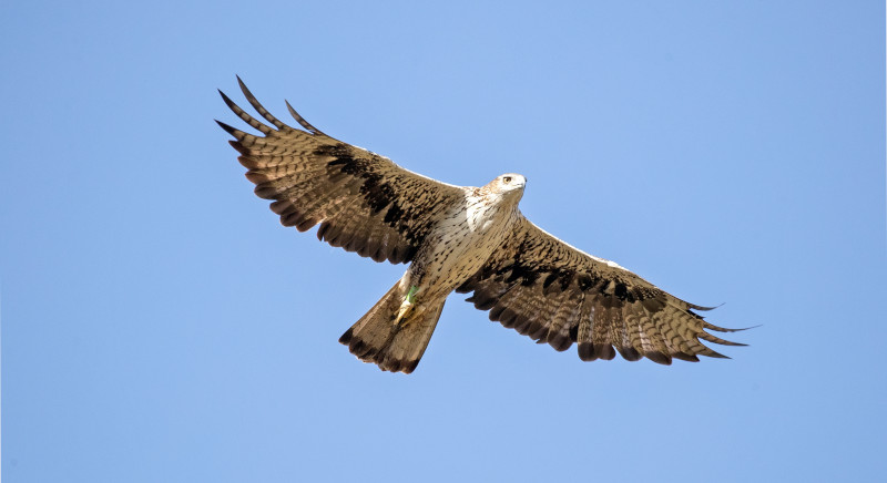 EL águila de Bonelli es una de las especies que se beneficiará del acuerdo entre GREFA y TotalEnergies.