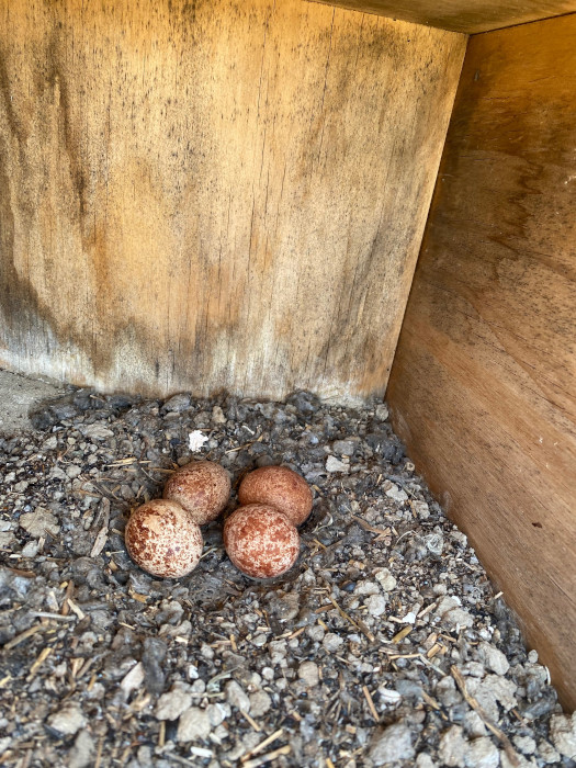 Puesta realizada por la pareja de cernícalo vulgar en la caja nido instalada por GREFA dentro del proyecto de control biológico del topillo campesino en Castilla y León.