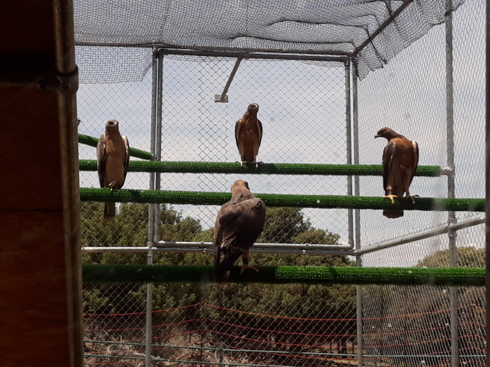 Otra imagen de varias de las águilas de Bonelli que ocupan actualmente la jaula-hacking.