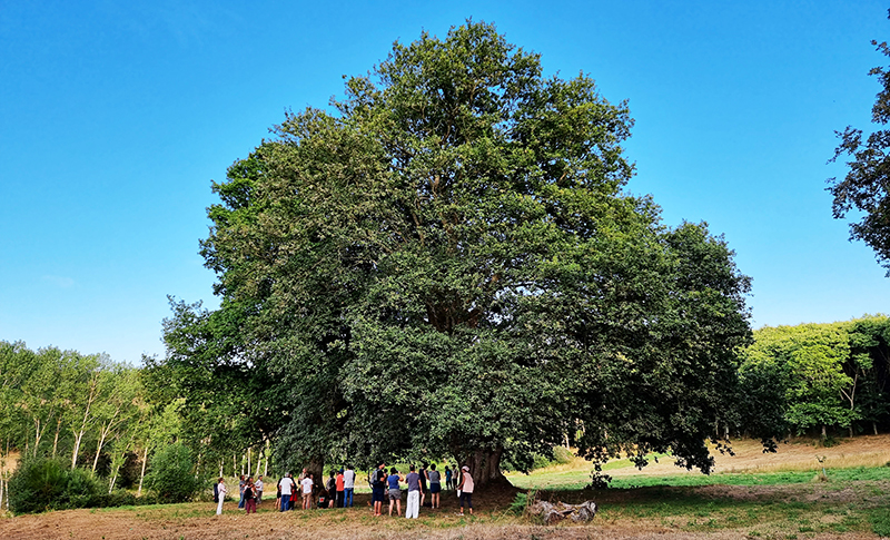 El carballo de Amoexa, en el concello de Antas de Ulla (Lugo), forma parte de los bosques autóctonos que trata de proteger la asociación Quercus Sonora. Foto: David López León. 