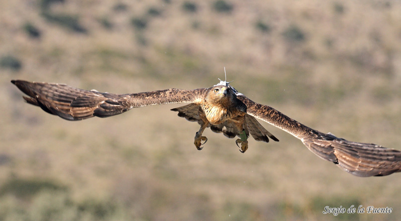 Águila de Bonelli reintroducida en la Comunidad de Madrid en vuelo, con su emisor GPS visible al dorso.