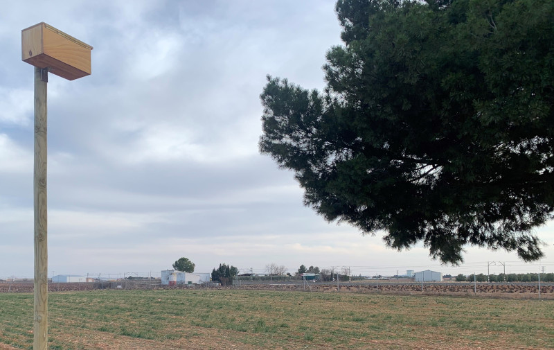 Poste nido instalado por GREFA para mochuelo en un perdido junto a un cultivo de azafrán en Villarrobledo (Albacete).