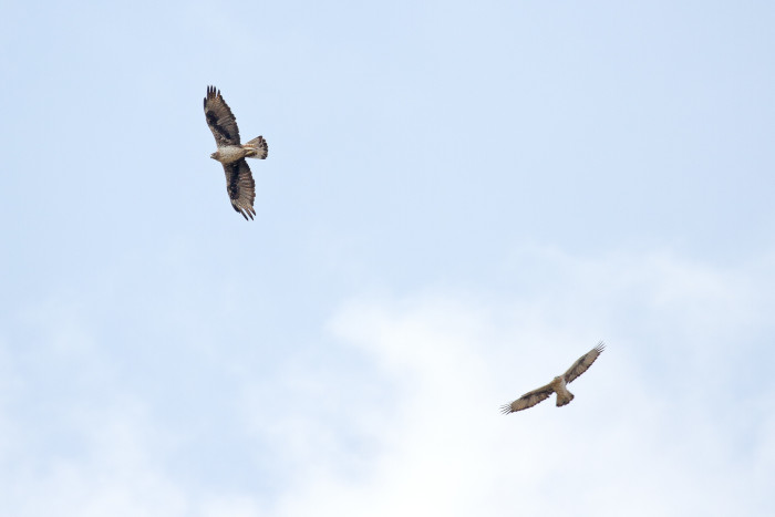 "Haza" y "Bélmez" en vuelo. Constituyen una de las nueve actuales parejas de águila de Bonelli en la Comunidad de Madrid.