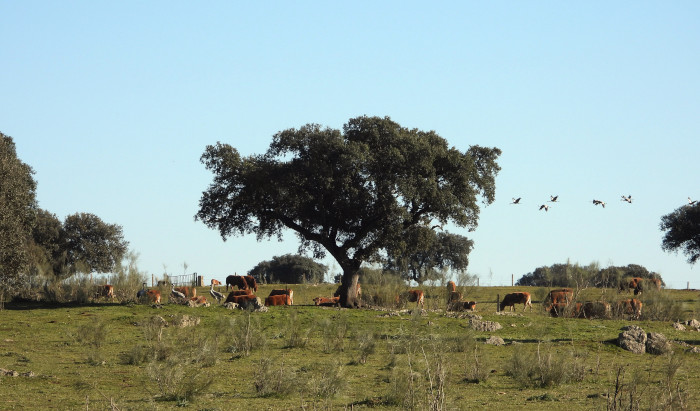Dehesa visitada por "Trenti" este invierno en Extremadura. Además de las vacas, en la imagen aparecen grullas posadas en el suelo y en vuelo.