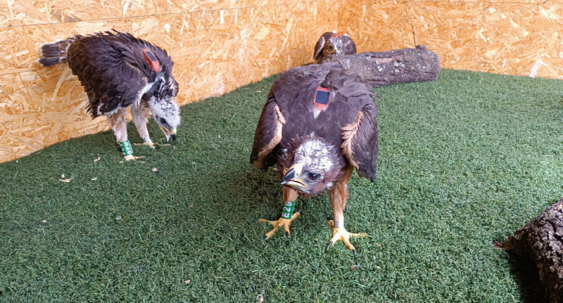 Tres de los cuatro pollos de águila de Bonelli trasladados hoy a la Sierra de Guara, ya en el jaulón de aclimatación.