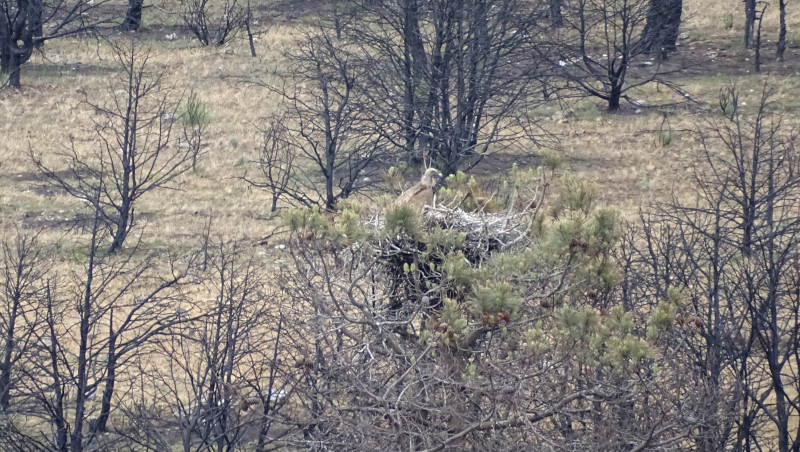 Un buitre leonado en uno de los nidos ocupados por esta especie en la zona afectada por el incendio de Tierra de Pinares (Ávila).