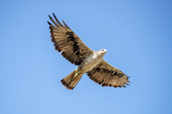 Águila de Bonelli liberada en la Comunidad de Madrid y asentada como reproductora en la región. Foto: Sergio de la Fuente / GREFA.
