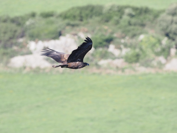 Un pigargo europeo vuela por la costa oriental asturiana, cerca del punto de liberación para la especie del Proyecto Pigargo. Foto: JULMAR.