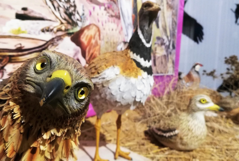 Exposición de nuestro Centro de Interpretación de Villalar de los Comuneros con la avifauna típica de los entornos cerealistas de la zona.