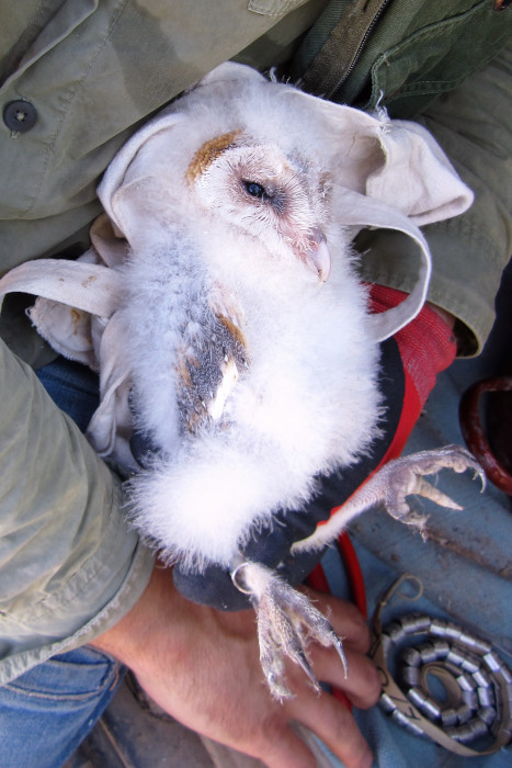 Una cría de lechuza común es anillada por el personal de GREFA responsable del proyecto de control biológico del topillo.