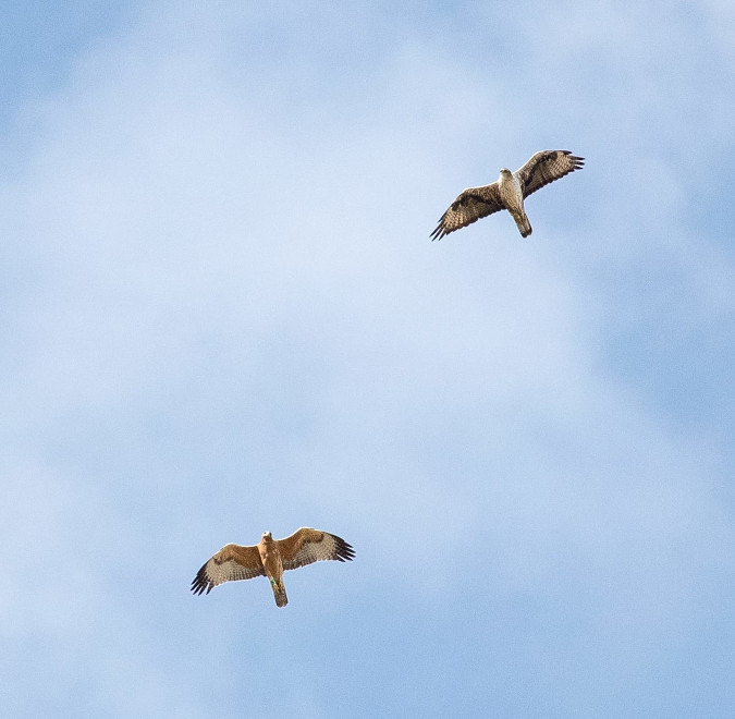 “Bélmez” (arriba a la derecha) vuela junto con uno de sus pollos del año pasado.
