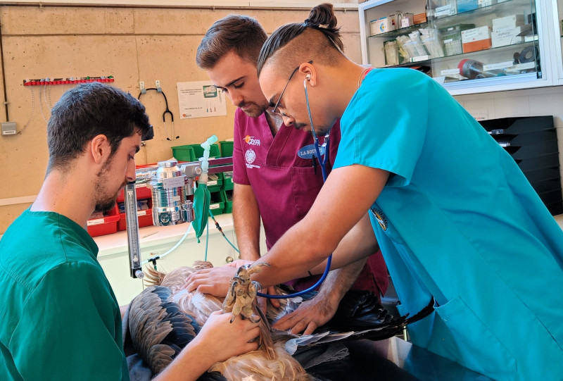 Los voluntarios participarán en los trabajos que se desarrollan en el Hospital de Fauna Salvaje de GREFA.