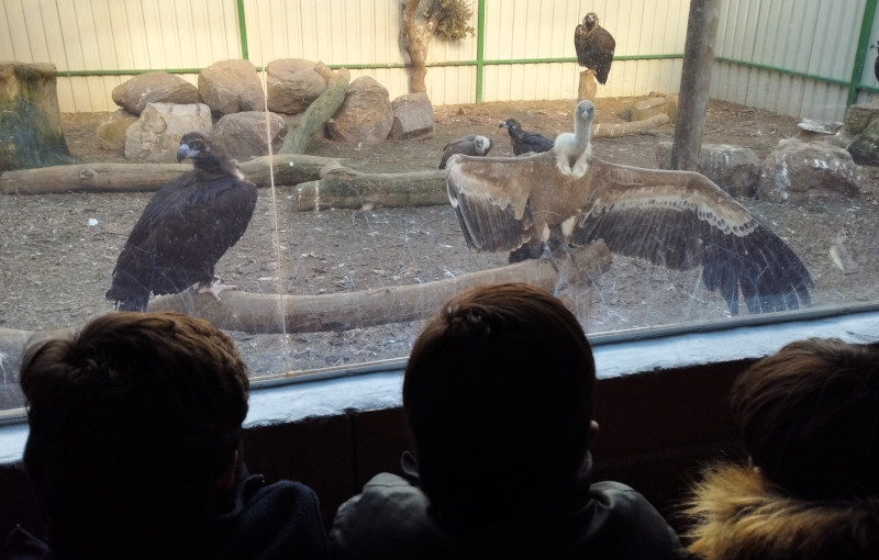 Un grupo de niños visita las instalaciones de GREFA en las que viven diferentes ejemplares irrecuperables de aves necrófagas.