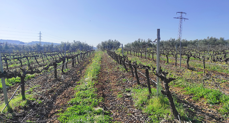 Viñedos de El Lagar de la Salud, de Montilla (Córdoba), una de las fincas en las que se trabajará en un futuro. Foto: Elena Mancera.