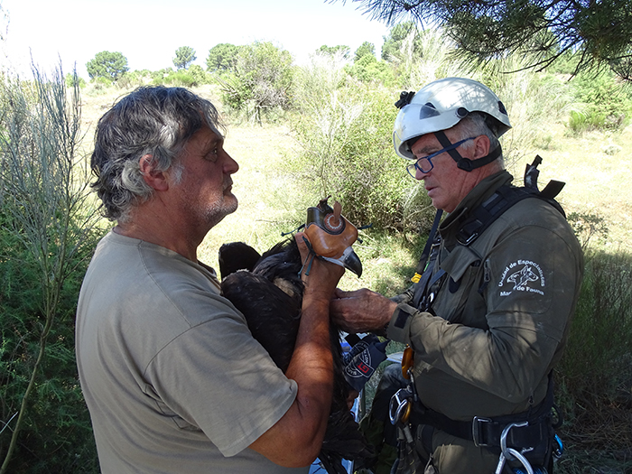 Ernesto Álvarez (GREFA), a la izquierda, y Víctor García Matarranz (MITECO) proceden a la colocación de un emisor GPS al buitre negro "Moraña", el 10 de julio de 2023.