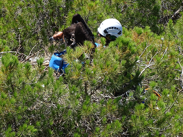 Una Agente Forestal de la Comunidad de Madrid devuelve al buitre negro "Agudillo" a su nido tras realizar su revisión veterinaria y marcaje con emisor, el 14 de julio de 2023. "Agudillo" es hijo del mítico "Escobalón".