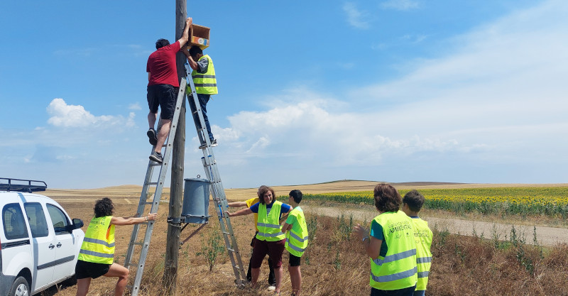 Voluntarios de Cilleruelo de Abajo (Burgos) colocan una caja nido de cernícalo vulgar en un antiguo poste de teléfono.