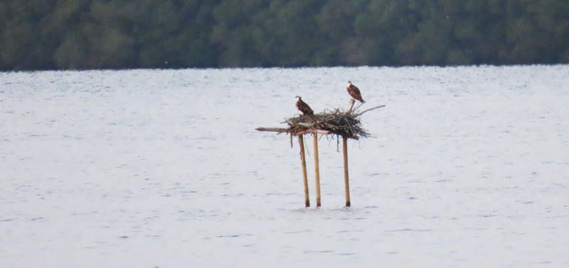 Pareja reproductora de águilas pescadoras de las Marismas de Orx en su plataforma de reproducción.