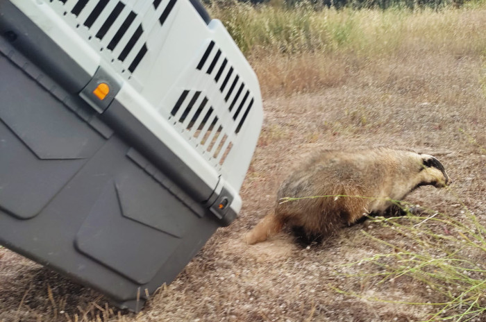 Momento de la liberación del tejón "Ramón", tras su rehabilitación en el hospital de fauna de GREFA.