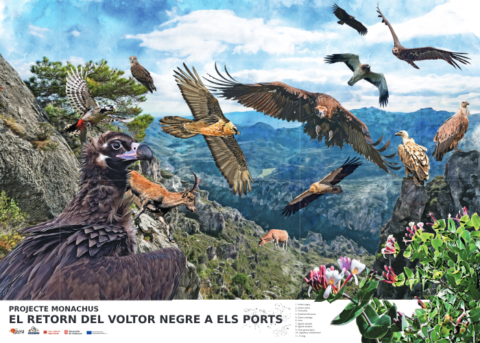 Cartel sobre la biodiversidad del Parque Natural de Els Ports elaborado como acción divulgativa del proyecto.