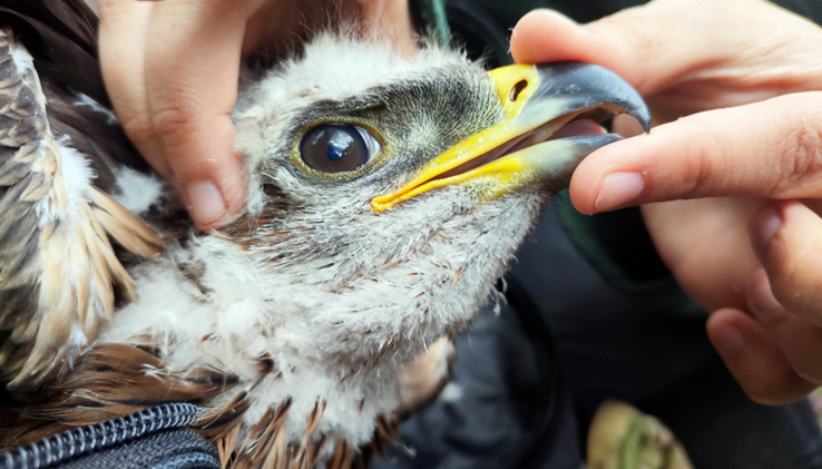 "Tortuga", águila de Bonelli con tricomoniasis aviar rescatada y rehabilitada por GREFA.