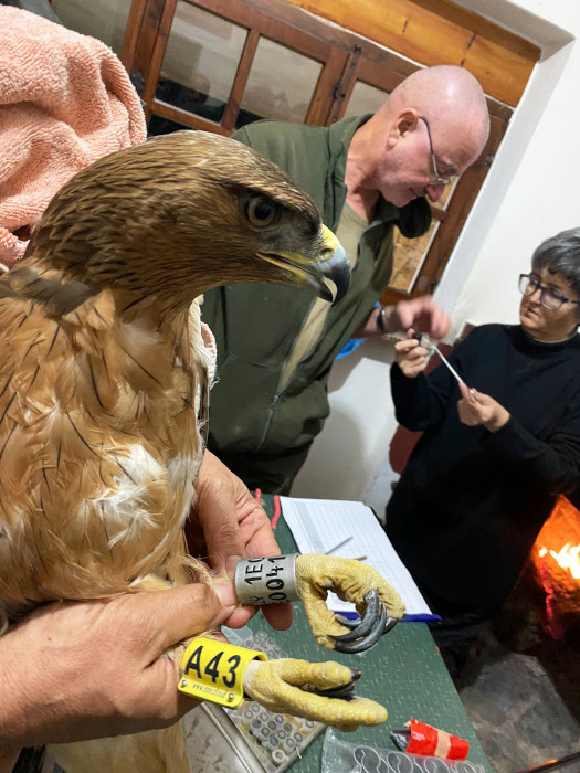 Anillamiento ya en Cerdeña por parte de los compañeros italianos de una de las águilas de Bonelli jóvenes llevadas por GREFA.