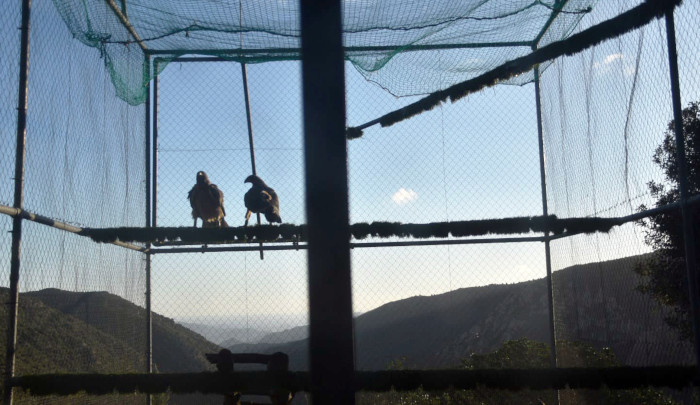 Dos águilas de Bonelli ya dentro del jaulón de aclimatación en Cerdeña.