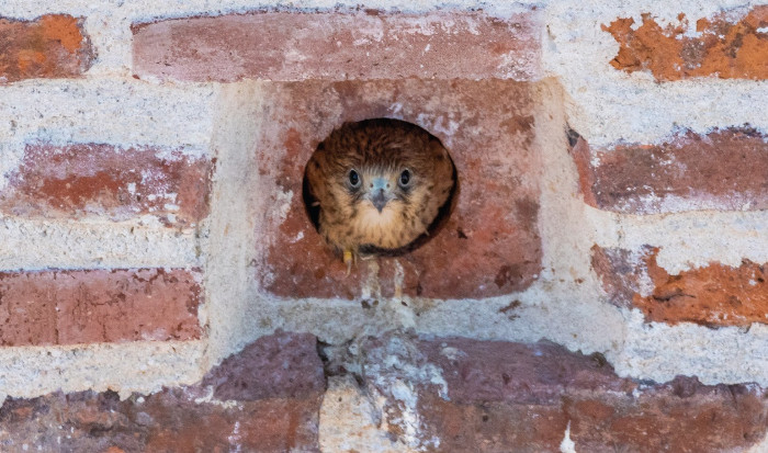 Esta simpática foto de un cernícalo primilla da la bienvenida al nuevo año en el calendario de GREFA. Foto: Miguel Garcés.