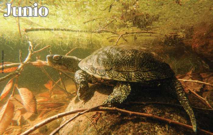 Imagen subacuática de un galápago europeo que ilustra el mes de junio del calendario. Foto: Manimals Filmación.