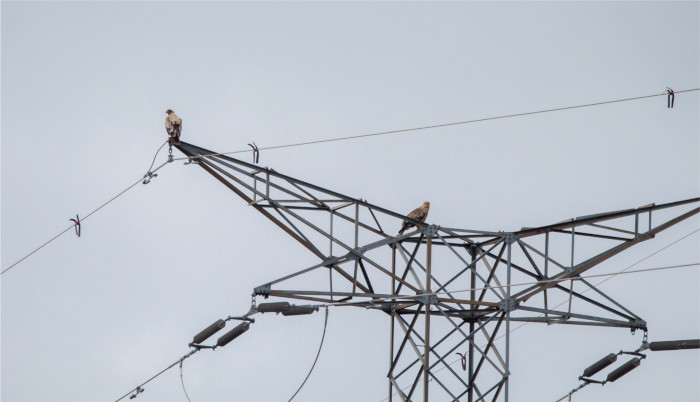 Dos águilas imperiales jóvenes utilizan la torreta de un tendido eléctrico como posadero.