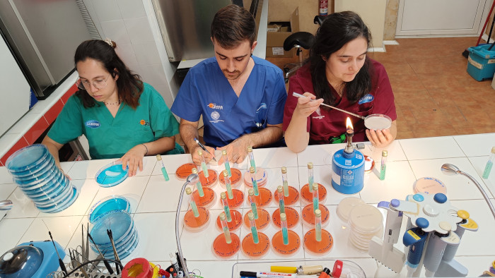 Procesamiento de muestras para el análisis de Salmonella, realizadas en el laboratorio del hospital de fauna de GREFA.