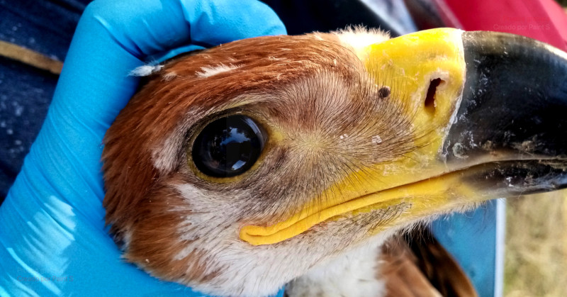 Joven ejemplar de águila imperial con una garrapata en la cara.