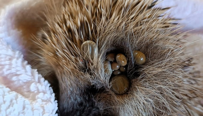  Un erizo con garrapatas ingresado en nuestro Hospital de Fauna Salvaje