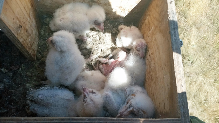 Los nueve pollos de "Dama Blanca" de 2024, a los pocos días de nacer, en su caja nido. Foto: Carlos Cuéllar / GREFA.