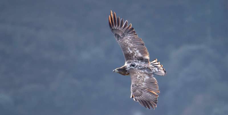 El pigargo "Musgosu" vuela a finales de 2023 cerca de la zona de reintroducción del Proyecto Pigargo en la costa oriental asturiana.