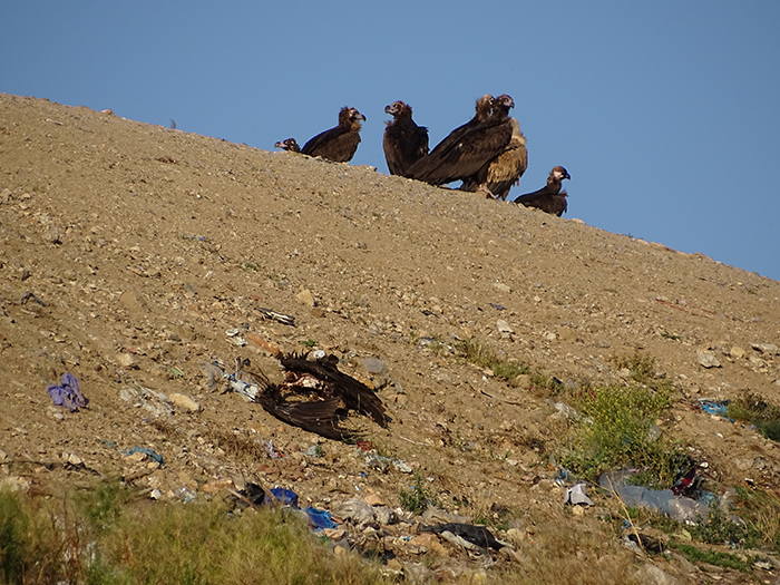 Uno de los cadáveres de buitre negro sobre el talud del vaso de vertidos del CRT Ávila-Norte y, tras él, varios buitres negros y leonados posados.